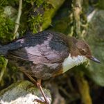 Wasseramsel (Cinclus cinclus