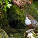 Wasseramsel (Cinclus cinclus