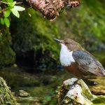 Wasseramsel (Cinclus cinclus