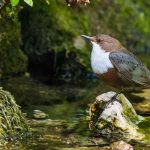 Wasseramsel (Cinclus cinclus