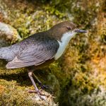 Wasseramsel (Cinclus cinclus