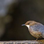Wasseramsel (Cinclus cinclus