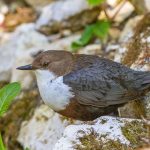 Wasseramsel (Cinclus cinclus)