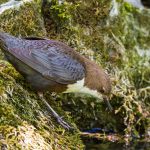 Wasseramsel (Cinclus cinclus