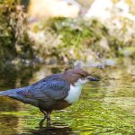 Wasseramsel (Cinclus cinclus)