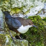 Wasseramsel (Cinclus cinclus