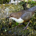 Wasseramsel (Cinclus cinclus
