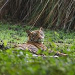 Tiger (Panthera tigris tigris)