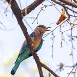 Hinduracke (Coracias benghalensis)