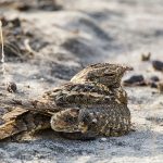 Ziegenmelker (Caprimulgus europaeus)