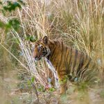 Tiger (Panthera tigris tigris)
