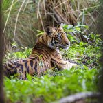 Tiger (Panthera tigris tigris)