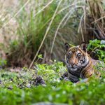 Tiger (Panthera tigris tigris)