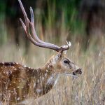 Axishirsch (axis axis)