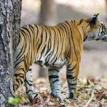 Tiger (Panthera tigris tigris)