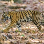 Tiger (Panthera tigris tigris)