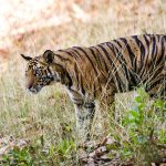 Tiger (Panthera tigris tigris)