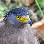 Einfarb-Haubenadler (Spizaetus cirrhatus)