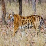 Tiger (Panthera tigris tigris)