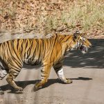 Tiger (Panthera tigris tigris)
