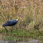 Marabu (Leptoptilos crumeniferus)