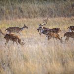 Axishirsche (axis axis)