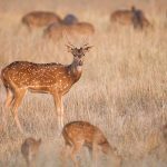 Axishirsche (axis axis)