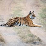 Tiger (Panthera tigris tigris)