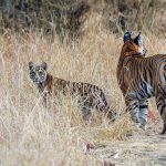 Tiger (Panthera tigris tigris)