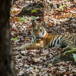 Tiger (Panthera tigris tigris)