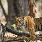 Tiger (Panthera tigris tigris)