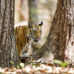 Tiger (Panthera tigris tigris)