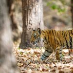 Tiger (Panthera tigris tigris)
