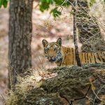 Tiger (Panthera tigris tigris)