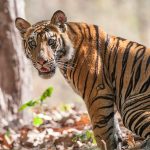 Tiger (Panthera tigris tigris)