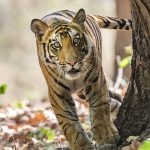 Tiger (Panthera tigris tigris)