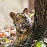 Tiger (Panthera tigris tigris)