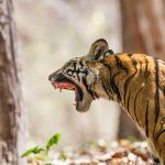Tiger (Panthera tigris tigris)