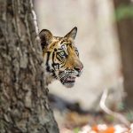 Tiger (Panthera tigris tigris)