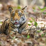 Tiger (Panthera tigris tigris)