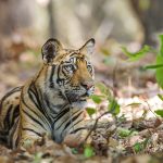 Tiger (Panthera tigris tigris)