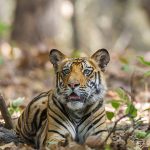 Tiger (Panthera tigris tigris)