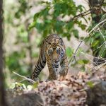 Tiger (Panthera tigris tigris)