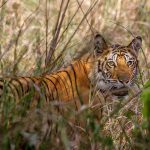Tiger (Panthera tigris tigris)