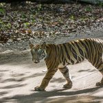 Tiger (Panthera tigris tigris)