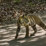 Tiger (Panthera tigris tigris)