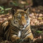 Tiger (Panthera tigris tigris)