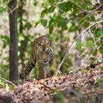 Tiger (Panthera tigris tigris)