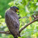 Schlangenweihe (Spilornis cheela)