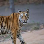 Tiger (Panthera tigris tigris)